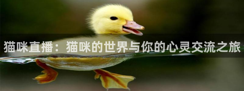 飞速直播体育nba在线直播